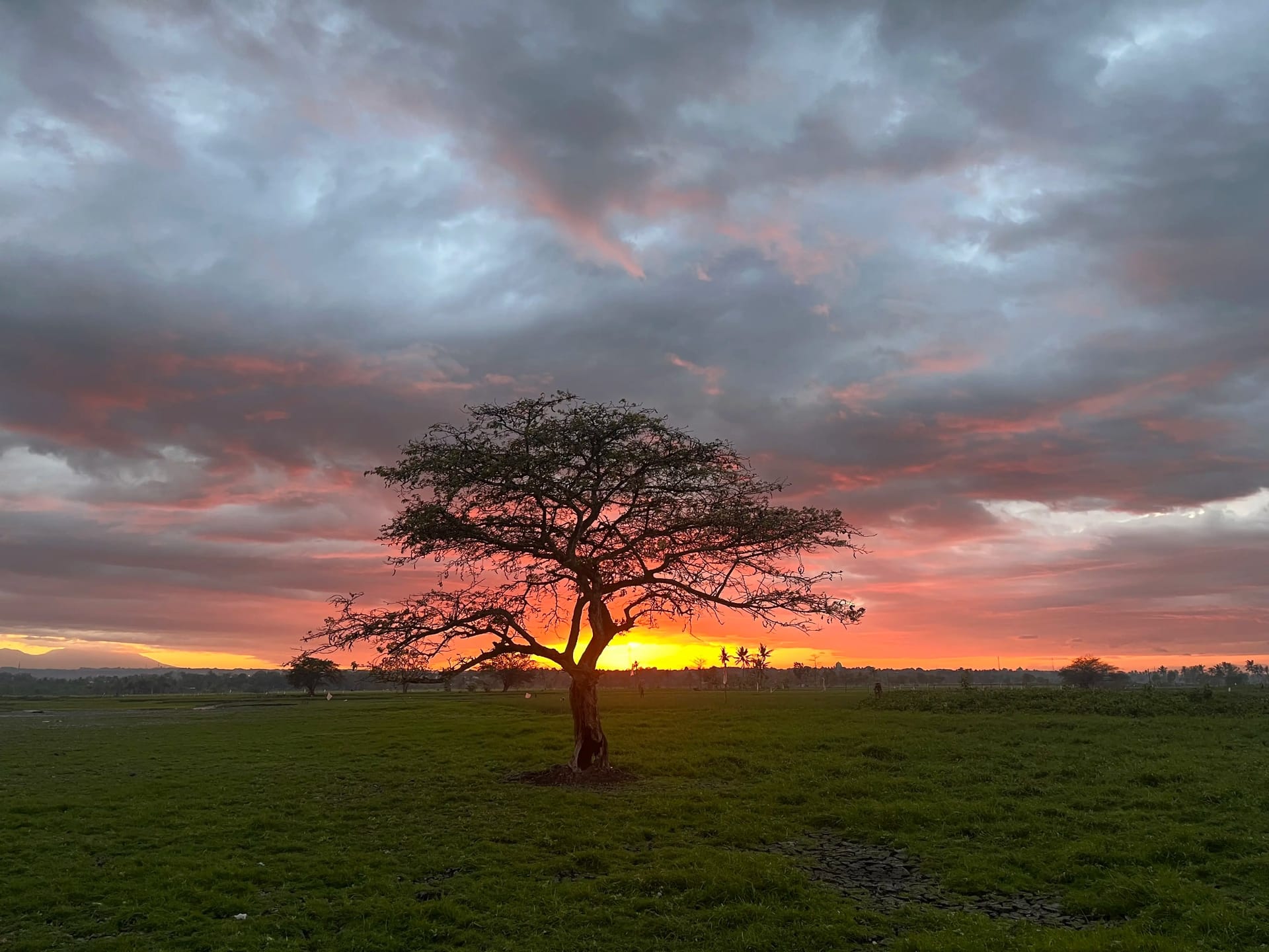 Savana Bale Tepak: Menemukan Hamparan Savana di Dekat Lombok Airport