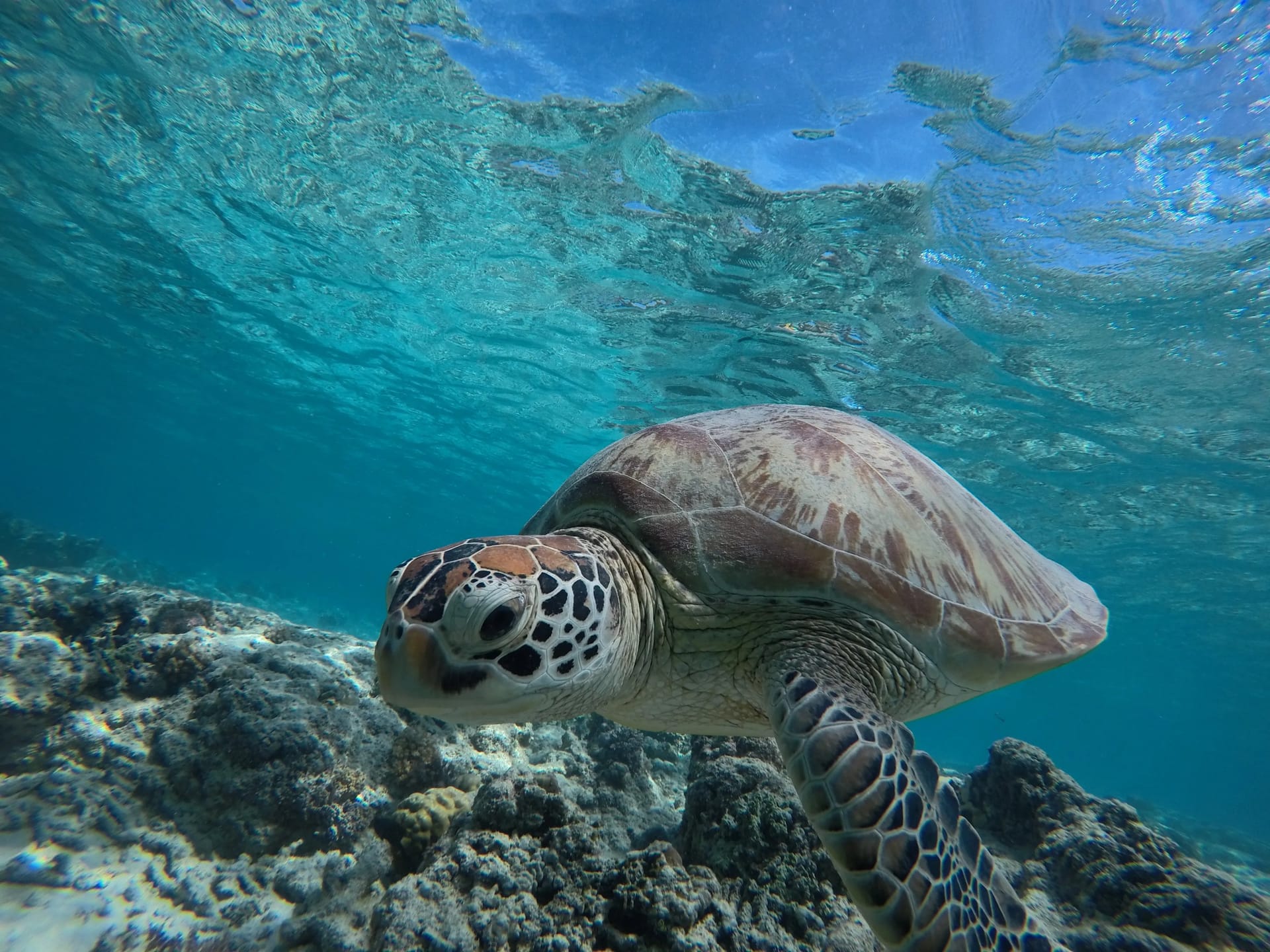 Gili Trawangan 2 Hari 1 Malam: Bisa Ngapain Aja?