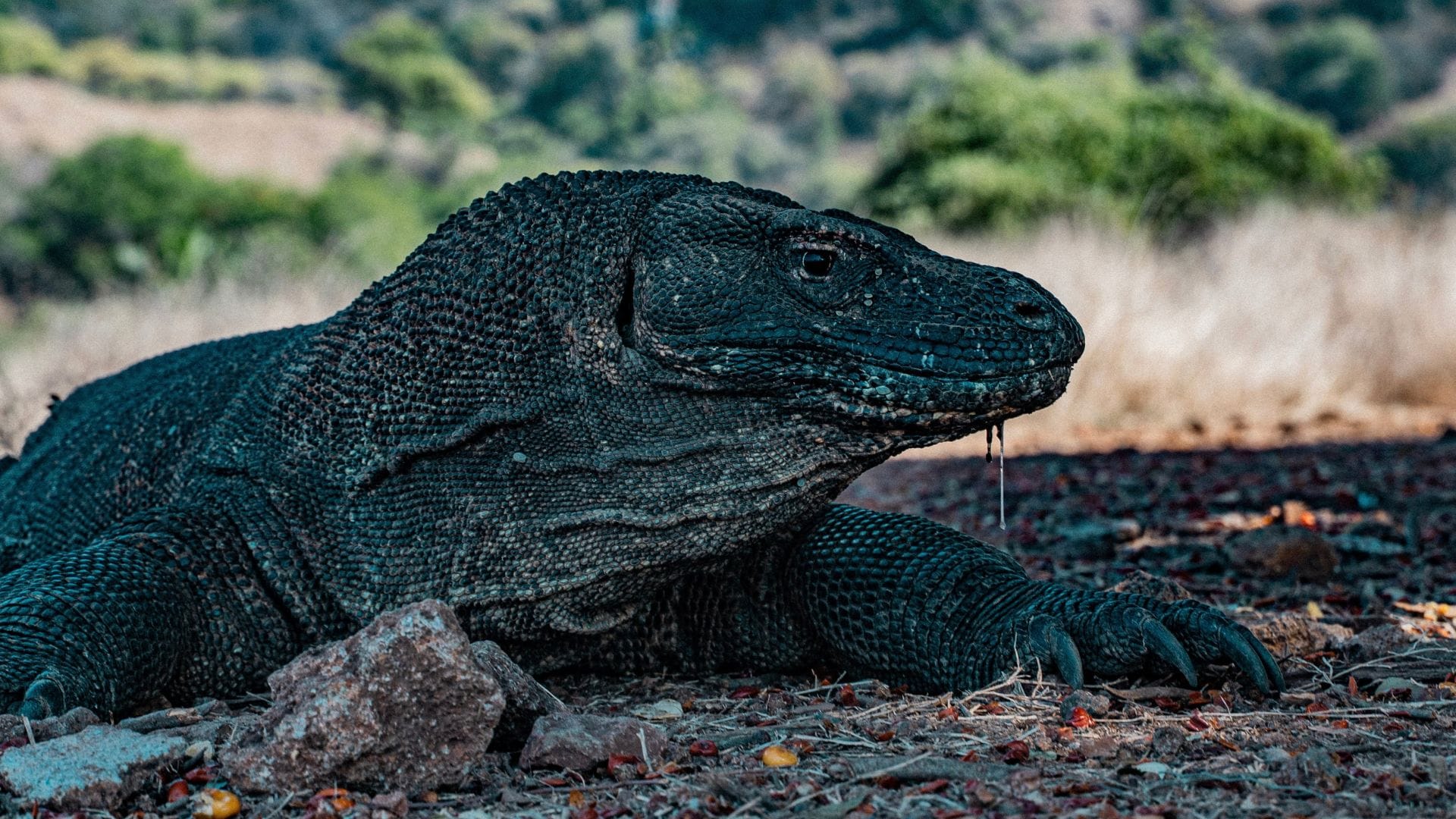 Komodo Island