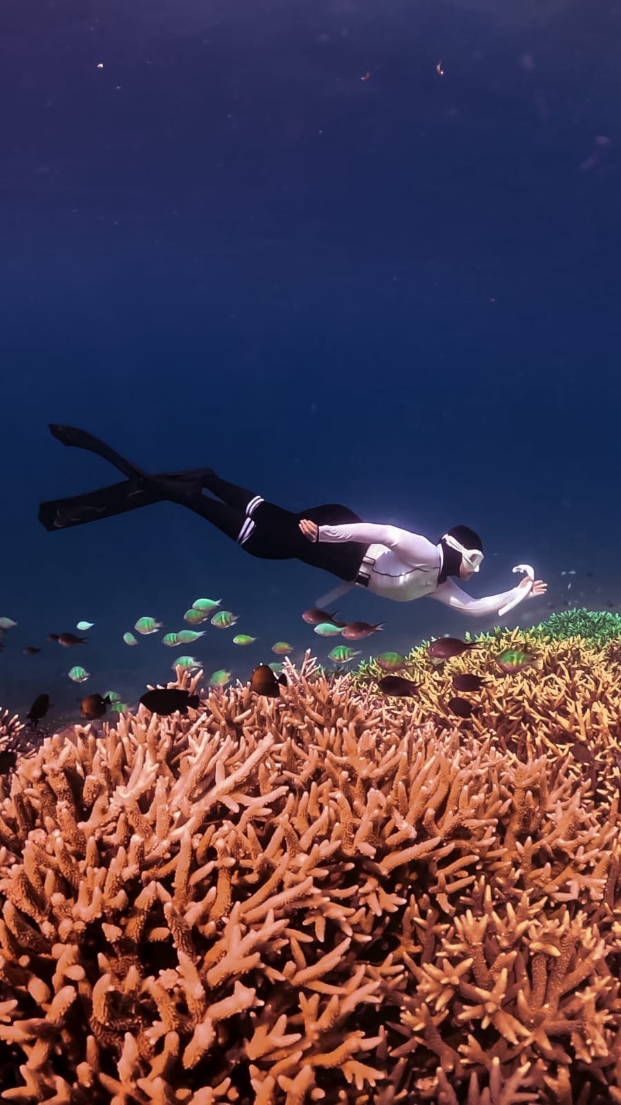 THE ALPINE & MALDIVES LOMBOK