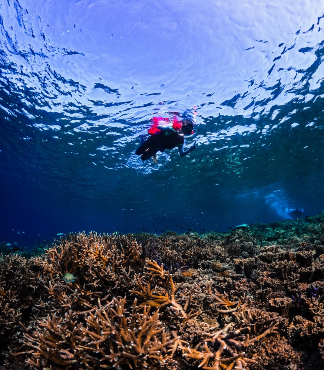 THE ALPINE & MALDIVES LOMBOK