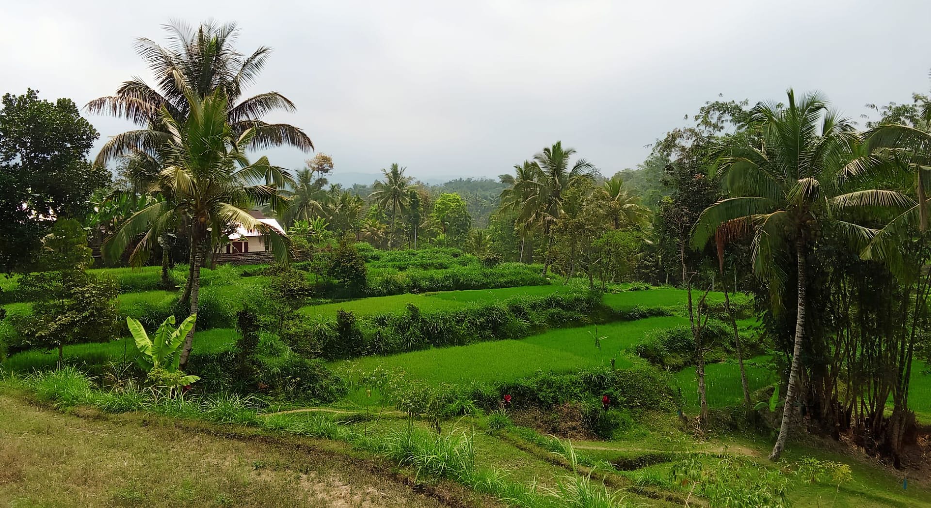 LIVING SASAK CULTURE