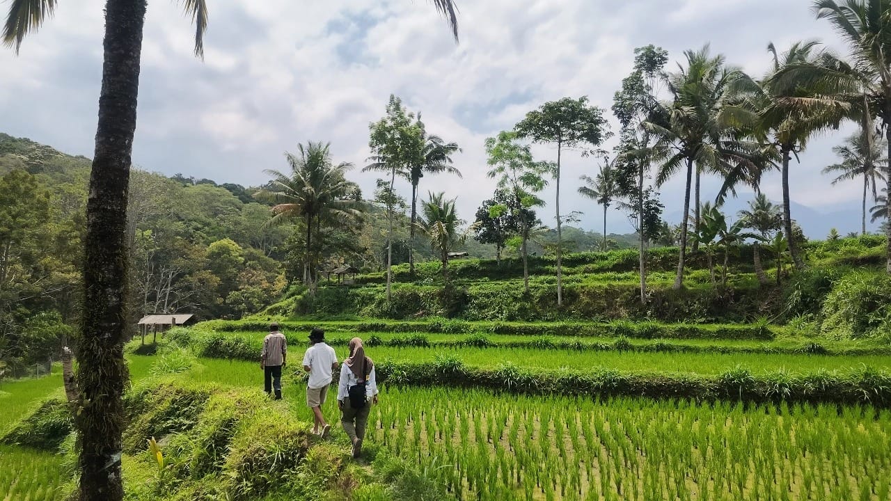 Rice Field Tetebatu