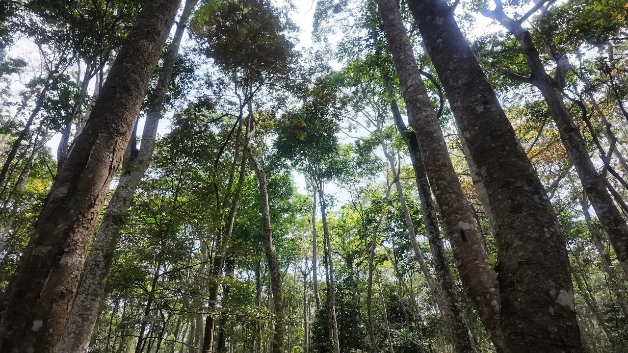 Monyet, pohon, hutan
