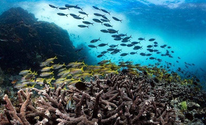 Terumbu karang dan ekosistem bawah laut yang menjadi daya tarik utama