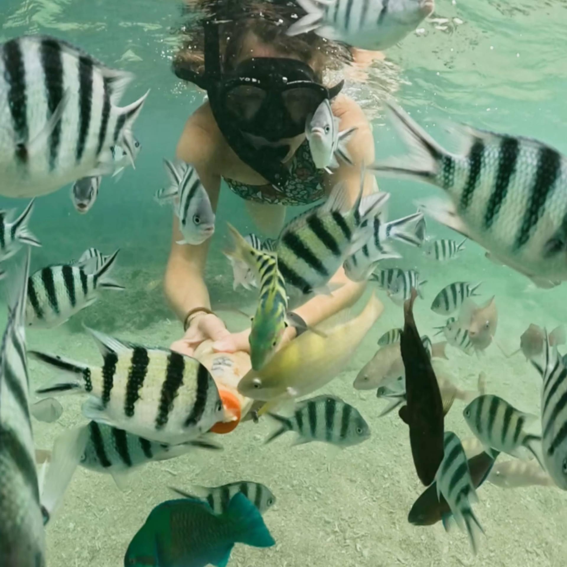 Beragam ikan tropis yang dapat ditemui saat snorkeling