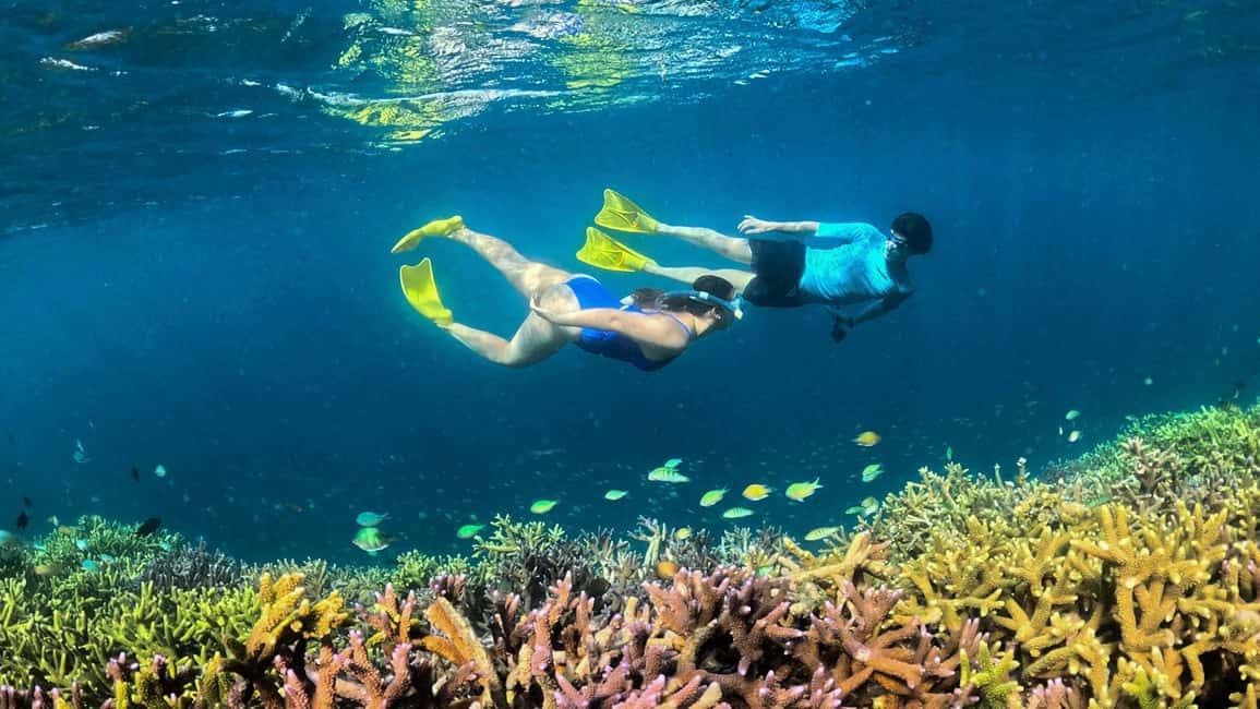 Menjelajahi kehidupan bawah laut secara langsung