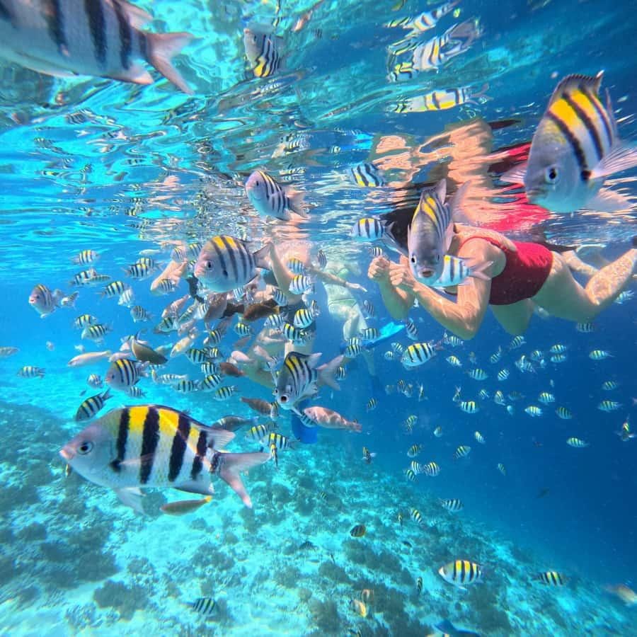 Snorkeling & marine biodiversity Gili Sudak